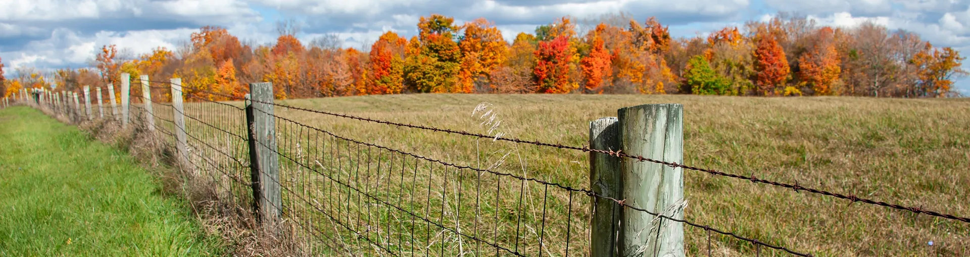Green cattle pasture with barbed wire fence and fall tree in the background.